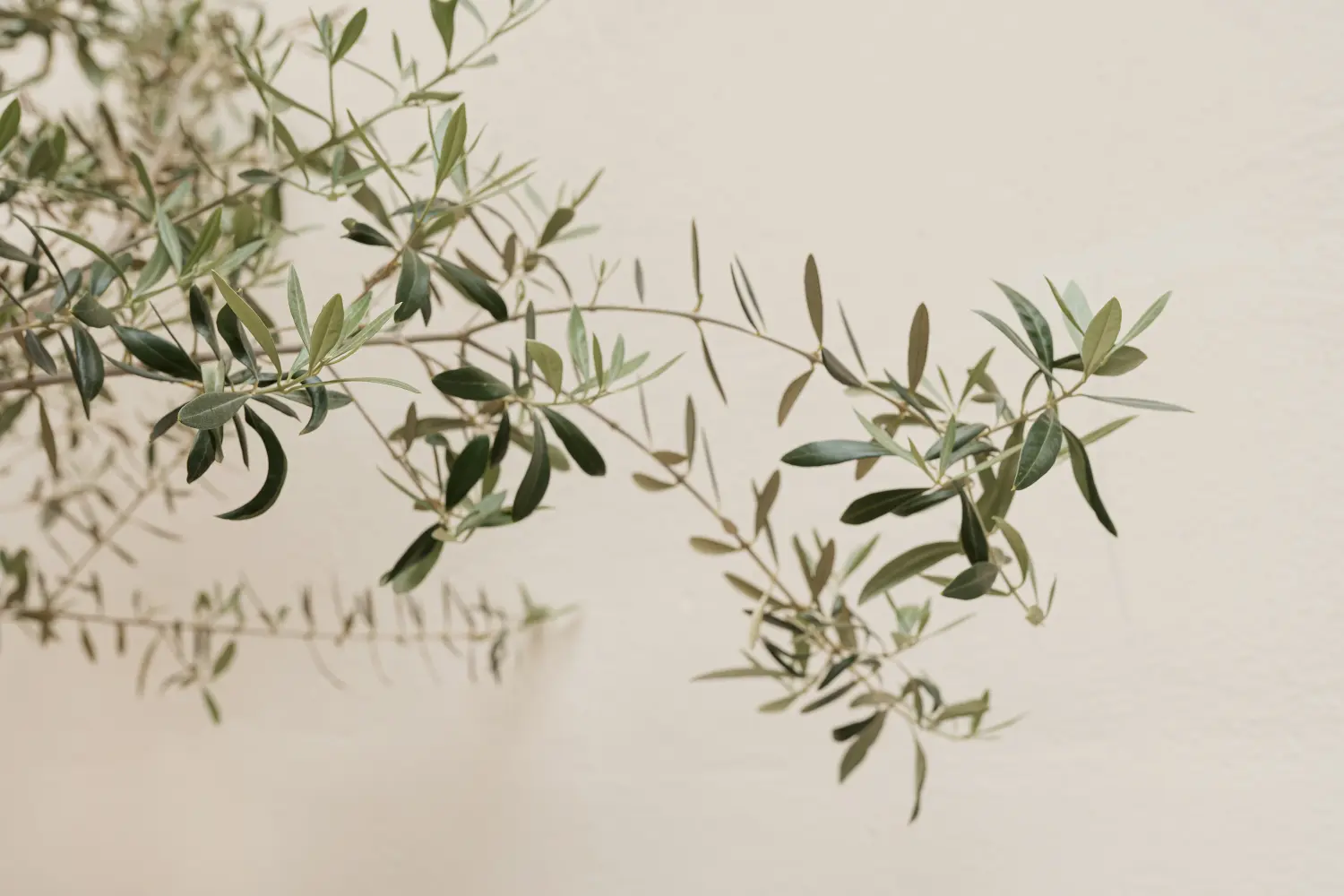 Olivenbaumzweige an einer Wand in neutralem Pastellbeige